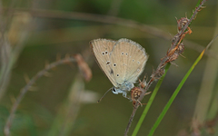 Polyommatus humedasae