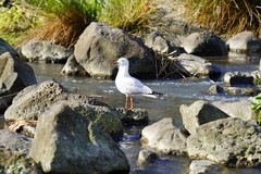 Chroicocephalus novaehollandiae