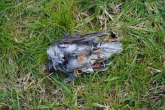 Manorina melanocephala