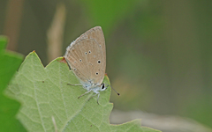 Polyommatus humedasae