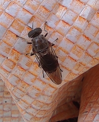 Adoxomyia