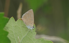 Polyommatus humedasae
