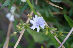 Cichorium intybus
