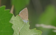 Polyommatus humedasae