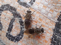Adoxomyia