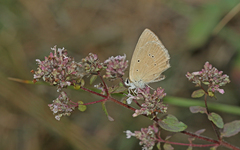 Polyommatus humedasae