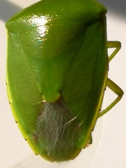 Glaucias subpunctatus