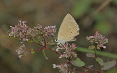 Polyommatus humedasae