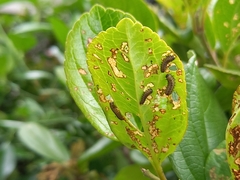 Chrysomela vigintipunctata