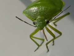 Glaucias subpunctatus