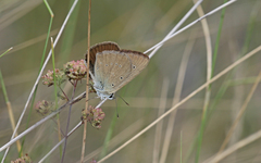 Polyommatus humedasae