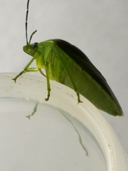 Glaucias subpunctatus