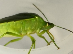 Glaucias subpunctatus