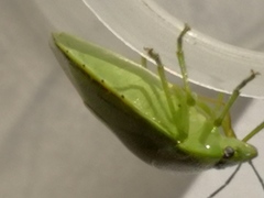 Glaucias subpunctatus
