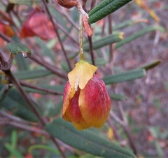 Siegfriedia darwinioides