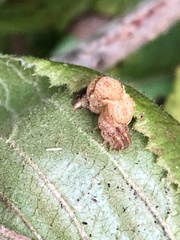 Cyclophora quercimontaria