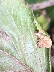 Cyclophora quercimontaria