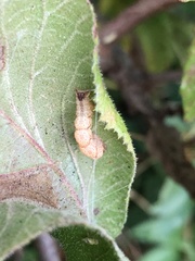 Cyclophora quercimontaria