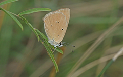 Polyommatus humedasae