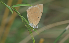 Polyommatus humedasae