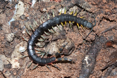 Scolopendra laeta