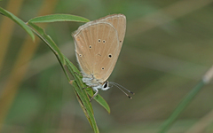 Polyommatus humedasae