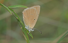 Polyommatus humedasae