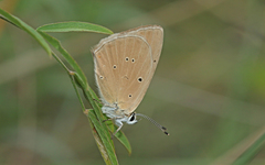 Polyommatus humedasae