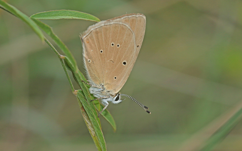 Polyommatus humedasae