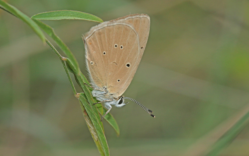Piedmont anomalous blue