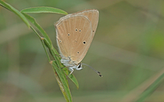 Polyommatus humedasae