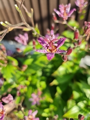 Tricyrtis formosana