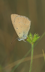 Polyommatus humedasae