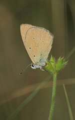 Polyommatus humedasae