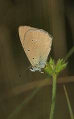 Polyommatus humedasae