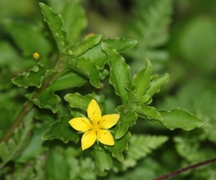 Lysimachia azorica