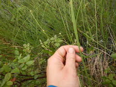 Carex loliacea