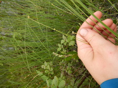 Carex loliacea