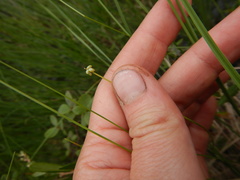 Carex loliacea
