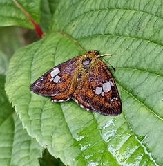 Pseudocoladenia dan fatih
