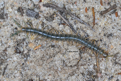 Cormocephalus turneri