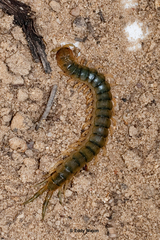 Cormocephalus turneri