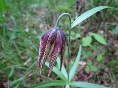 Fritillaria maximowiczii