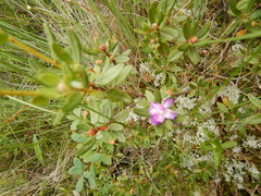 Rhododendron parvifolium