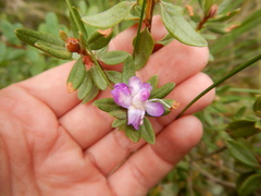 Rhododendron parvifolium
