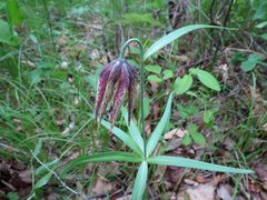 Fritillaria maximowiczii