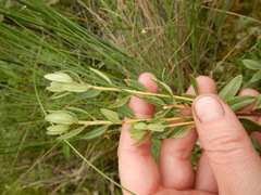 Rhododendron parvifolium