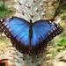Common Morpho - Photo (c) Ivo Antušek, some rights reserved (CC BY-NC)
