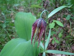 Fritillaria maximowiczii