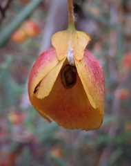 Siegfriedia darwinioides